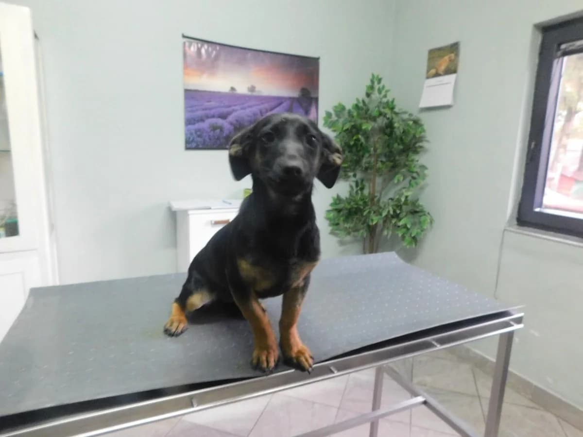 Broj 2636, Crna sa smeđim, na kratkim nogama female puppy Mixed Breed for adoption at Sklonište za životinje Utinja (CRPK)