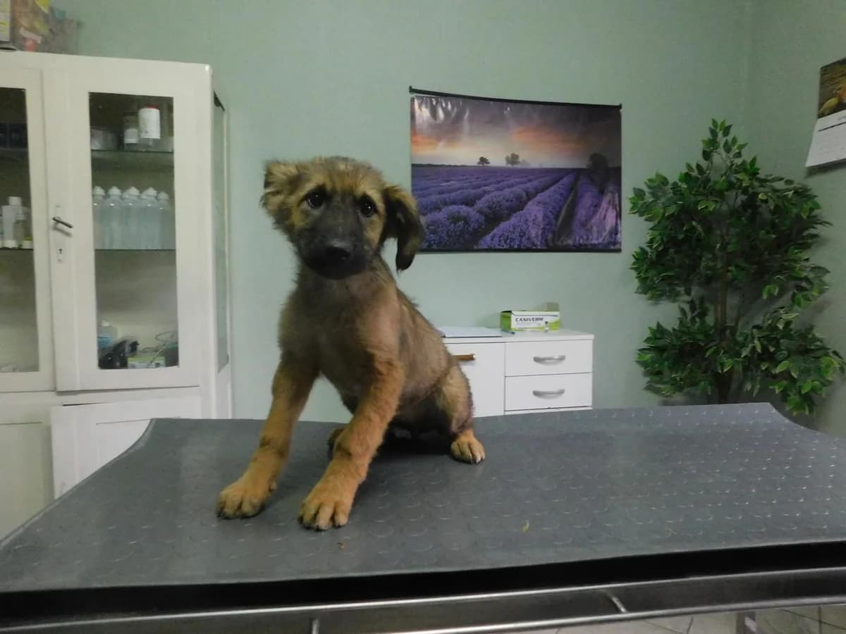 Broj 8095, Smeđa sa crnim odsjajem i crnom njuškom female puppy Mixed Breed for adoption at Sklonište za životinje Utinja (CRPK)