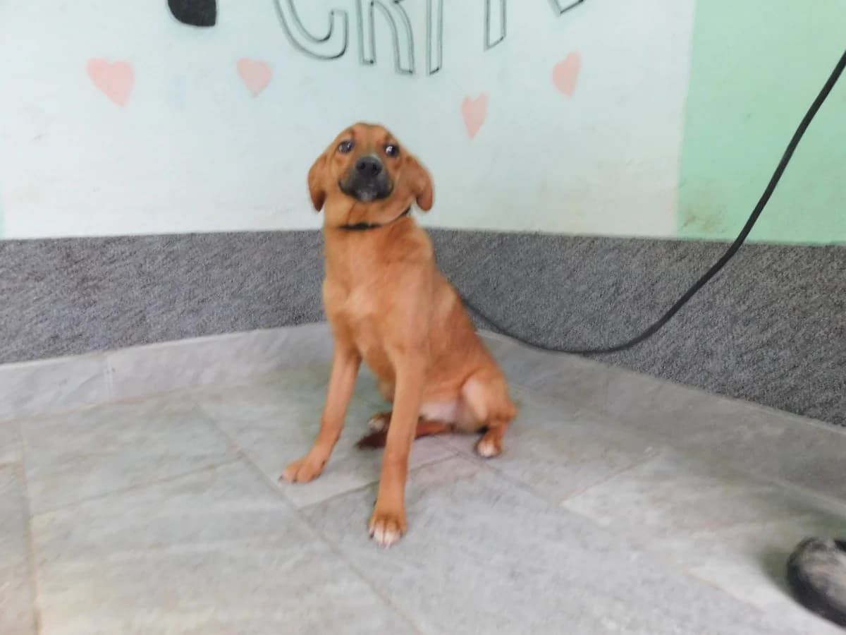 Broj 7455, Svijetlo smeđa sa bijelim prstima female puppy Mixed Breed for adoption at Sklonište za životinje Utinja (CRPK)