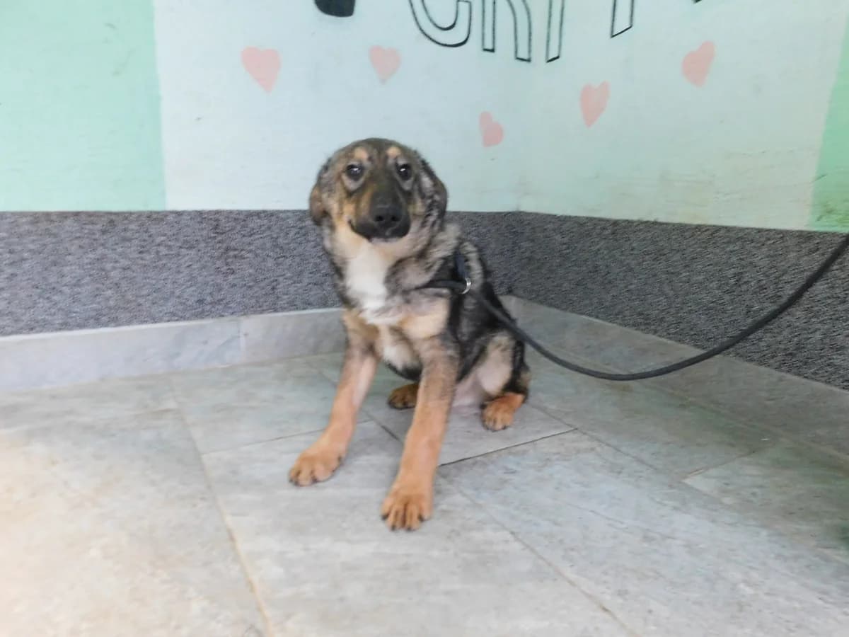 Broj 2087, Smeđi sa crnim odsjajem, kratki rep male puppy Mixed Breed for adoption at Sklonište za životinje Utinja (CRPK)