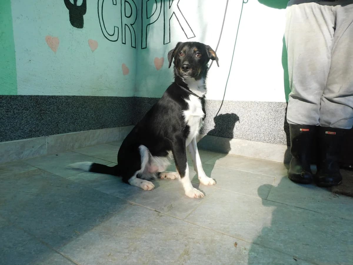 Broj 7500, Crni sa bijelim i malo smeđeg male puppy Mixed Breed for adoption at Sklonište za životinje Utinja (CRPK)