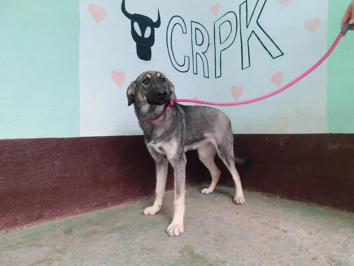 Broj 6370, Crna sa krem i bijela prsa female 3yo Mixed Breed for adoption at Sklonište za životinje Utinja (CRPK)