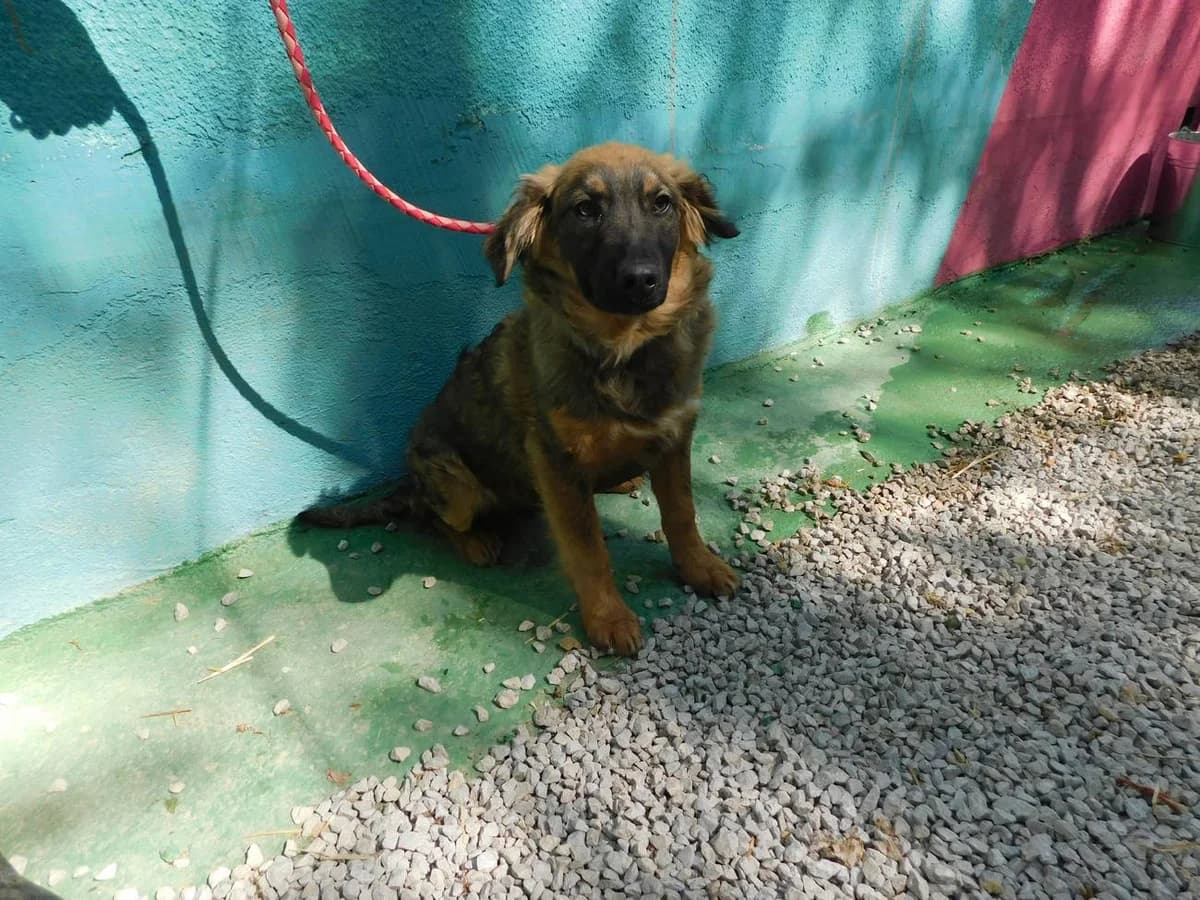 Broj 6546, Crni sa smeđim i bijela crta na prsima male 3yo Mixed Breed for adoption at Sklonište za životinje Utinja (CRPK)