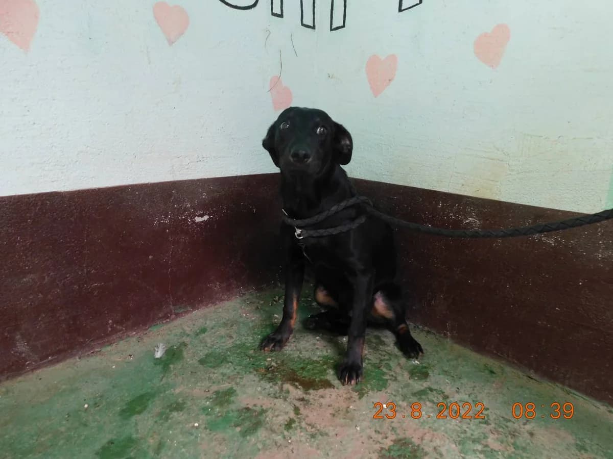 Broj 6750, Crni sa tamno smeđim po nogama i obrazima male young Mixed Breed for adoption at Sklonište za životinje Utinja (CRPK)