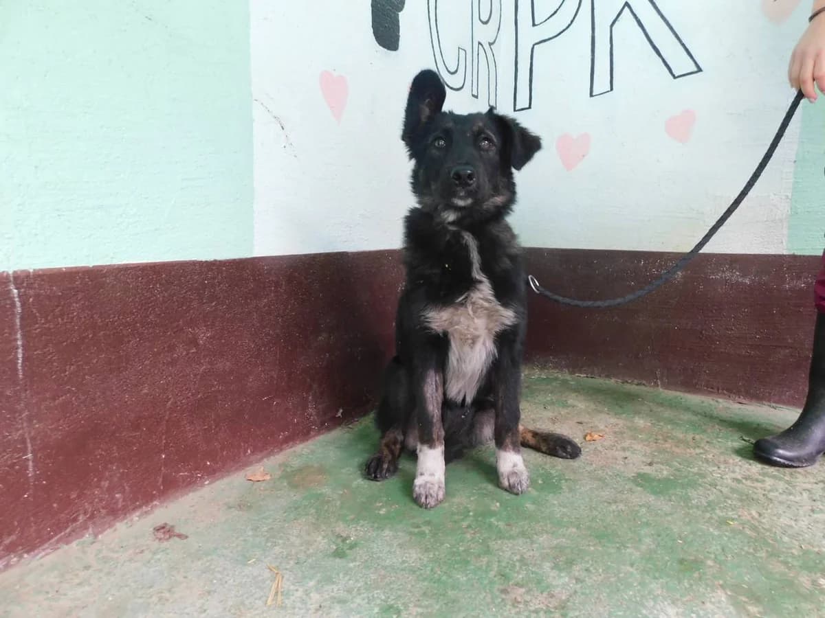 Broj 1545, Crno – smeđa sa bijelim prsima i prednjim šapama female 3yo Mixed Breed for adoption at Sklonište za životinje Utinja (CRPK)