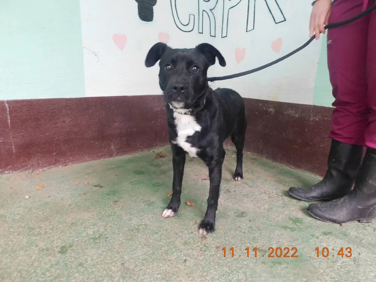Broj 6850, Crni sa bijelim prsima i šapama male young Mixed Breed for adoption at Sklonište za životinje Utinja (CRPK)