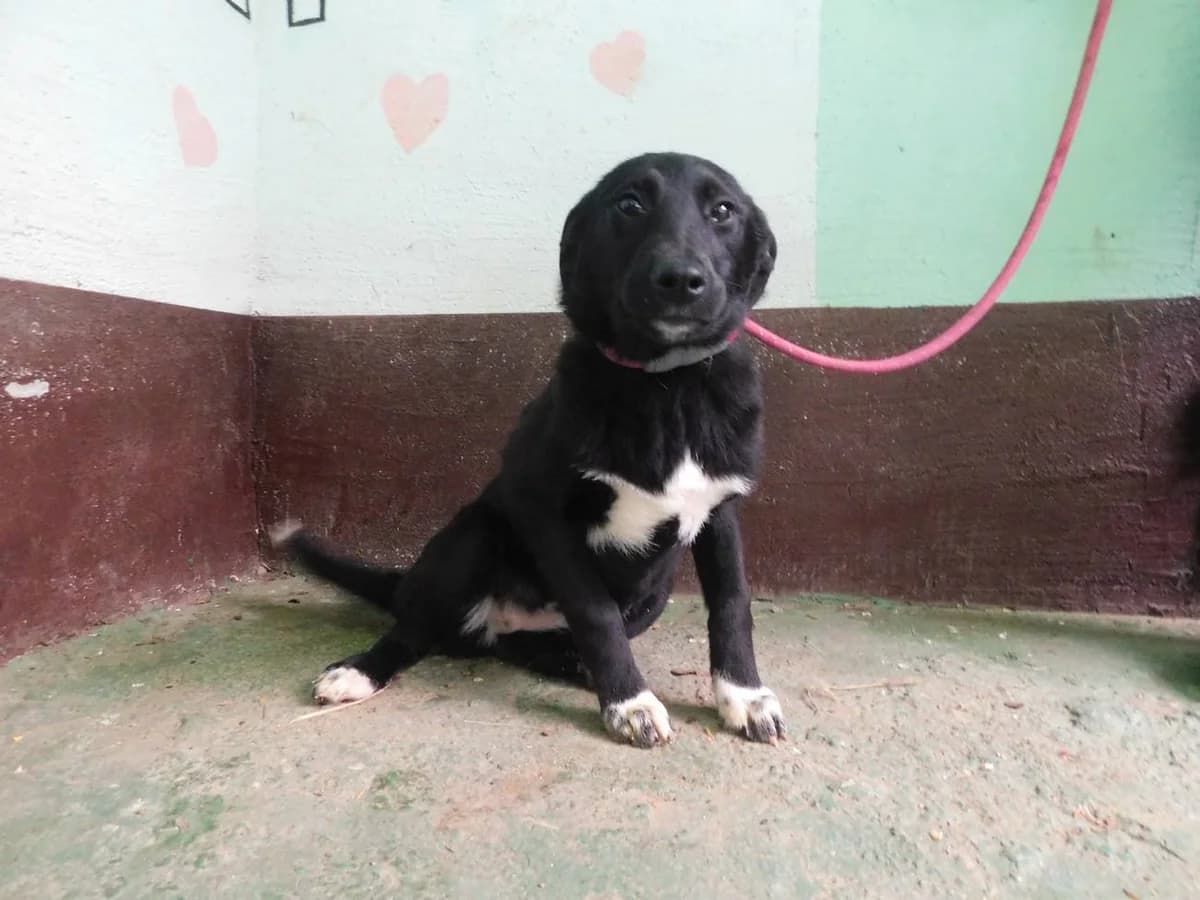 Broj 6933, Crna sa bijelim prsima i šapama female young Mixed Breed for adoption at Sklonište za životinje Utinja (CRPK)