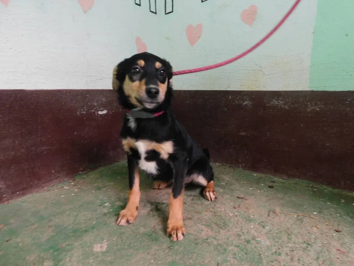 Broj 6934, Crna sa smeđim i bijelim female young Mixed Breed for adoption at Sklonište za životinje Utinja (CRPK)