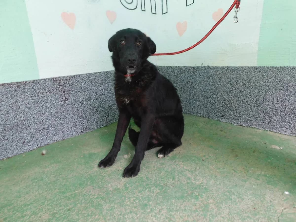 Broj 6969, Crni sa bijelom točkom na prsima i zadnjim prstima male young Mixed Breed for adoption at Sklonište za životinje Utinja (CRPK)