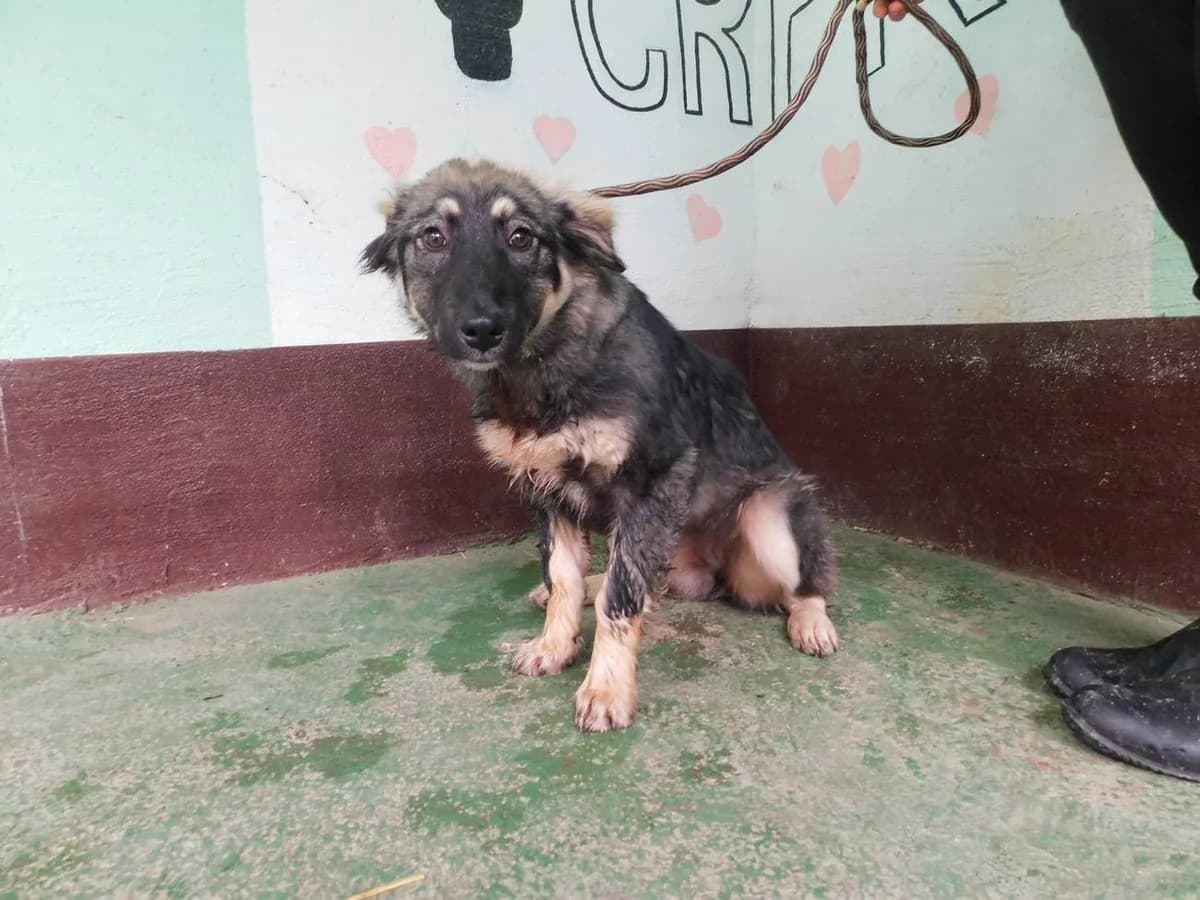 Broj 1674, Crna sa krem, duža dlaka female young Mixed Breed for adoption at Sklonište za životinje Utinja (CRPK)