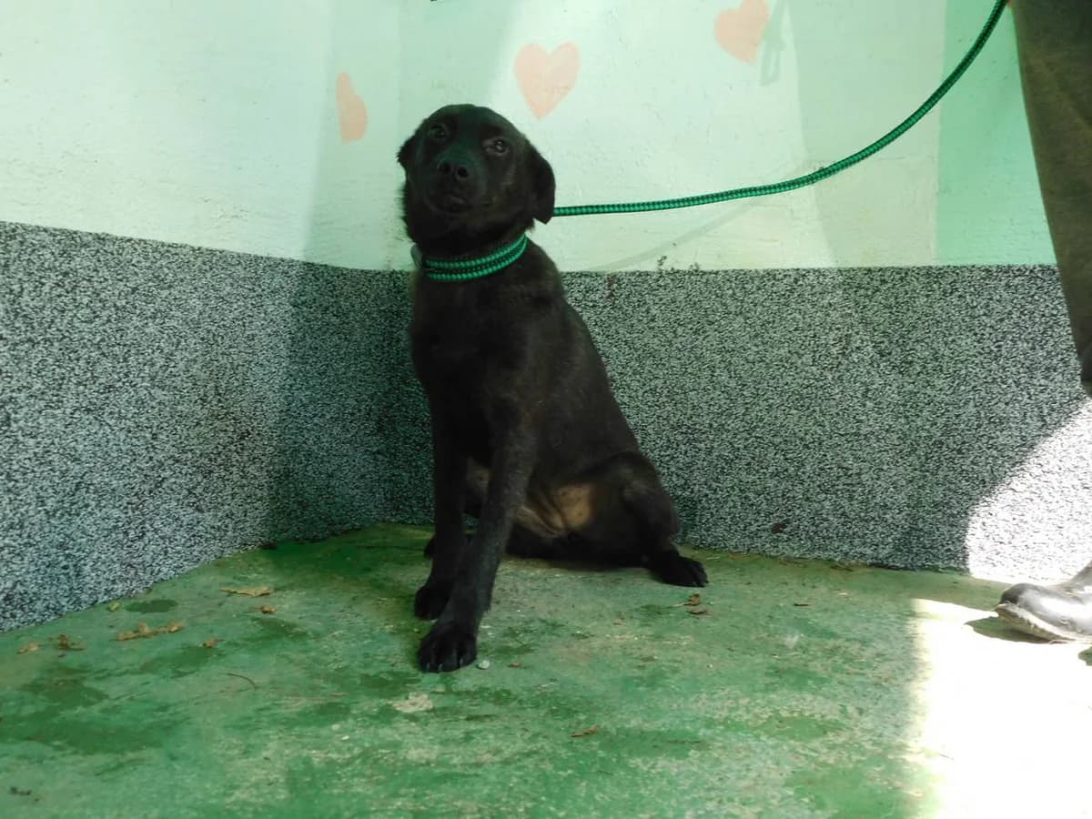 Broj 1677, Crna female young Mixed Breed for adoption at Sklonište za životinje Utinja (CRPK)