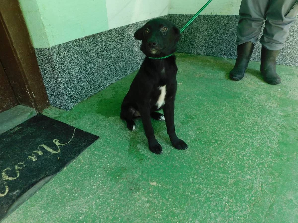 Broj 1682, Crna sa bijelim prsima i zadnjim prstima female young Mixed Breed for adoption at Sklonište za životinje Utinja (CRPK)