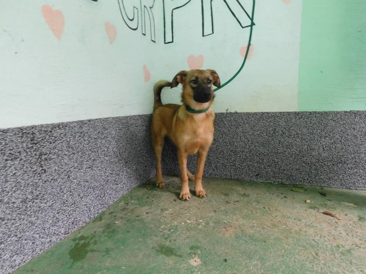 Broj 1689, Smeđa sa crnom njuškom female young Mixed Breed for adoption at Sklonište za životinje Utinja (CRPK)