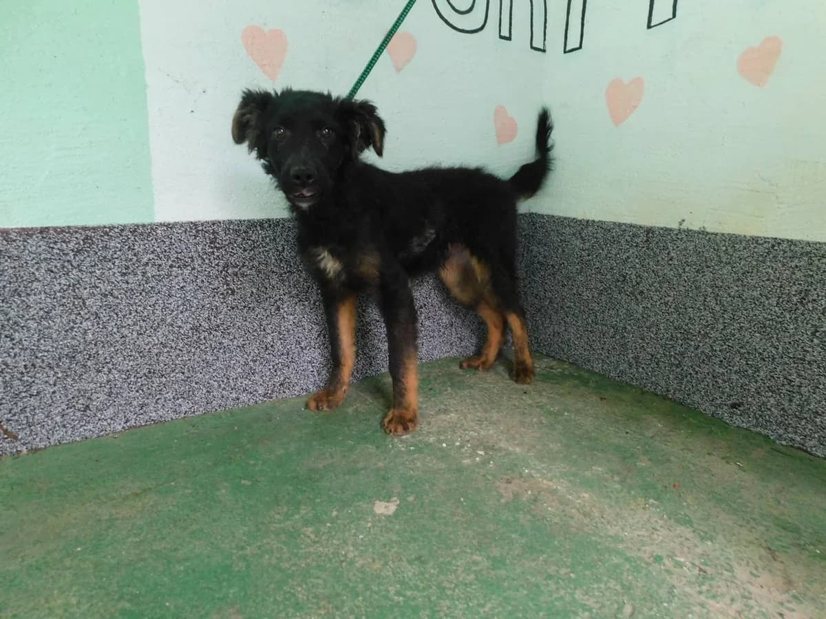 Broj 1705, Crni sa smeđim obrazima, nogama i bijelo po prsima male young Mixed Breed for adoption at Sklonište za životinje Utinja (CRPK)