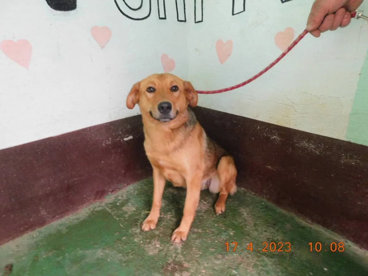 Broj 7013, Smeđa svijetlo i tamno female young Mixed Breed for adoption at Sklonište za životinje Utinja (CRPK)