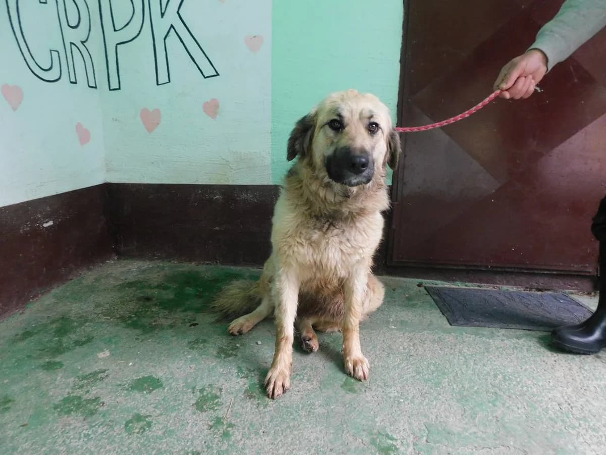 Broj 7014, Krem sa crnim odsjajem, u tipu šarplaninca female 3yo mixed breed for adoption at Sklonište za životinje Utinja (CRPK)