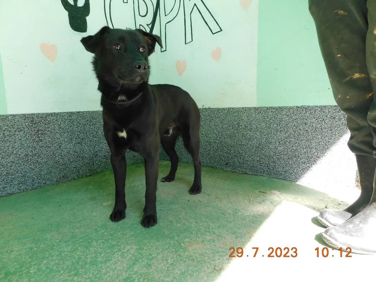 Broj 7079, Crni sa bijelom točkom na prsima male 3yo Mixed Breed for adoption at Sklonište za životinje Utinja (CRPK)