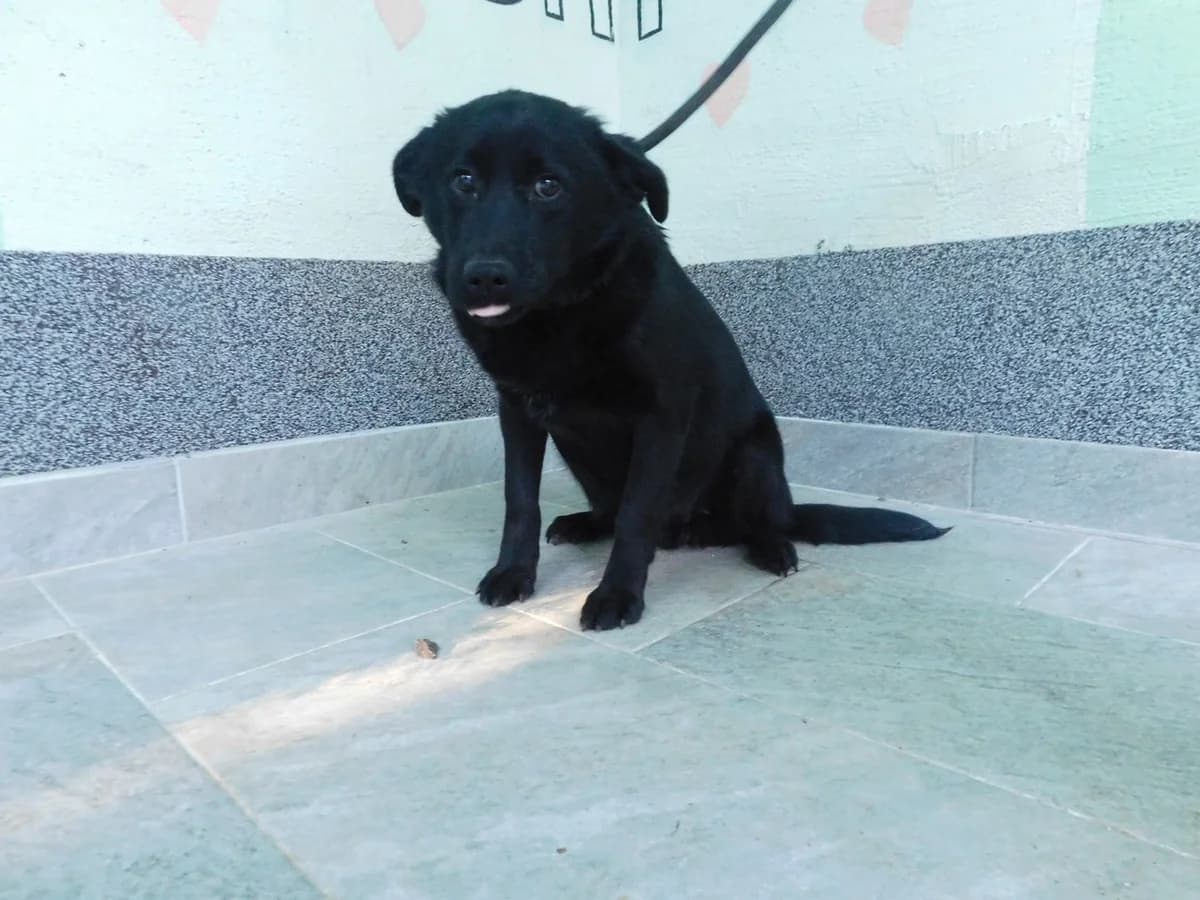 Broj 7134, Crni male young Mixed Breed for adoption at Sklonište za životinje Utinja (CRPK)