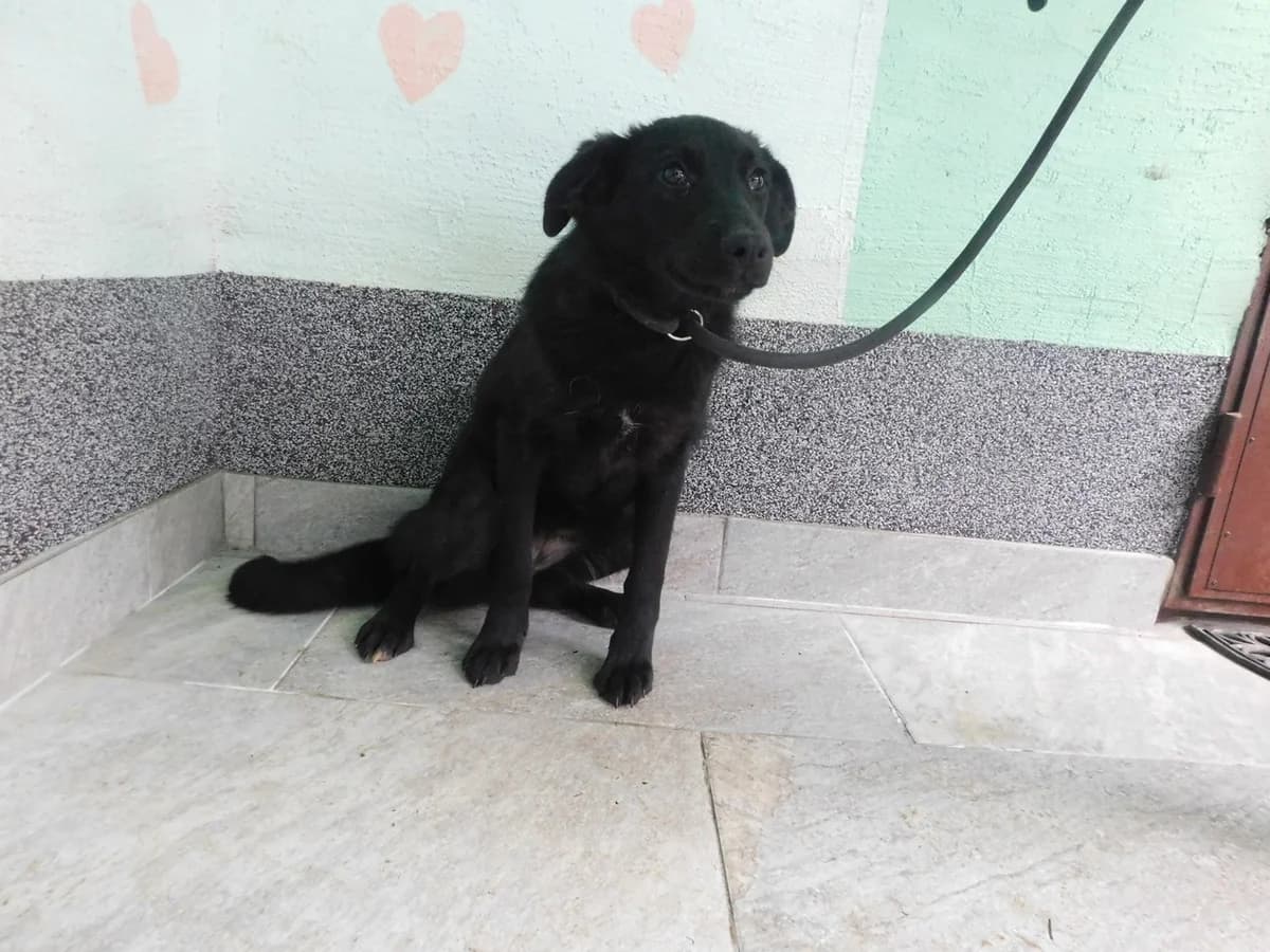 Broj 7109, Crna sa bijelom točkom na prsima female young Mixed Breed for adoption at Sklonište za životinje Utinja (CRPK)