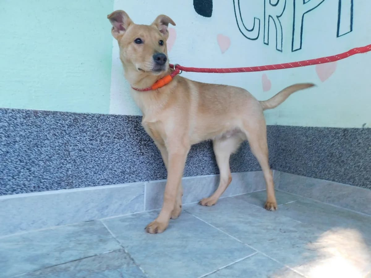 Broj 7143, Svijetlo smeđi male young Mixed Breed for adoption at Sklonište za životinje Utinja (CRPK)