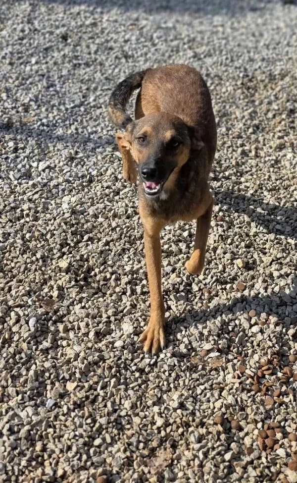 Broj 7178, Smeđa sa crnom njuškom i prugom po leđima female young Mixed Breed for adoption at Sklonište za životinje Utinja (CRPK)