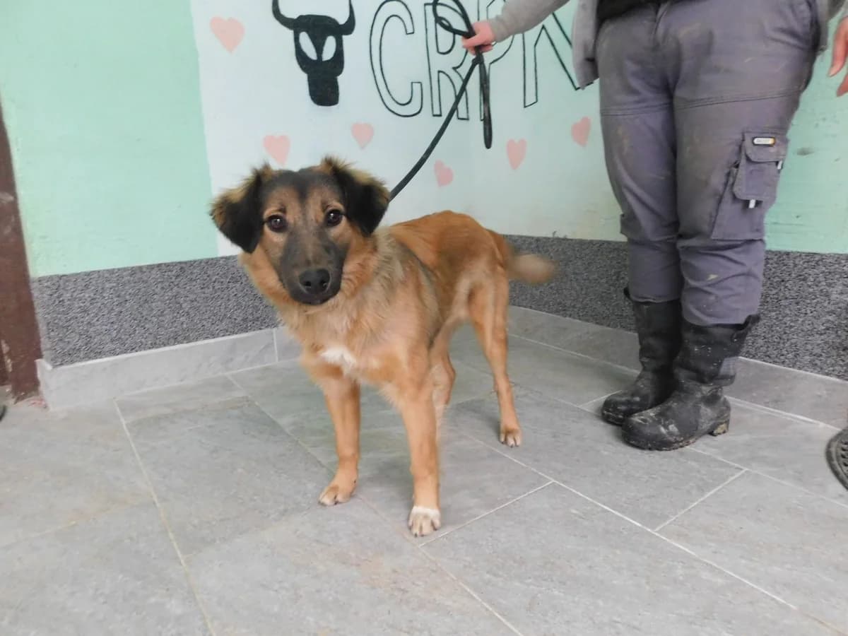 Broj 7214, Smeđa tamno i svijetlo, smeđa dlaka female young Mixed Breed for adoption at Sklonište za životinje Utinja (CRPK)