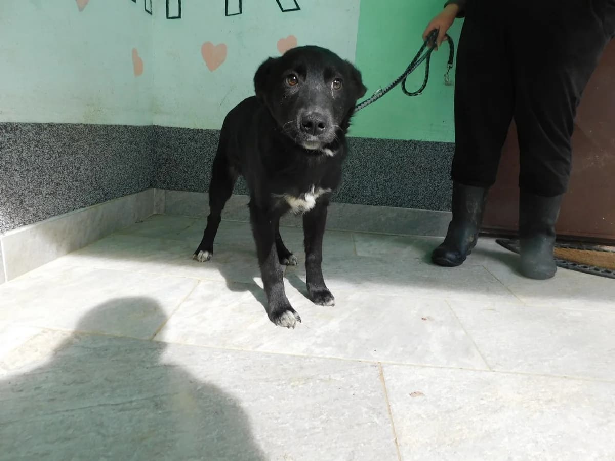 Broj 7232, Crni sa bijelim prsima i šapama male young Mixed Breed for adoption at Sklonište za životinje Utinja (CRPK)