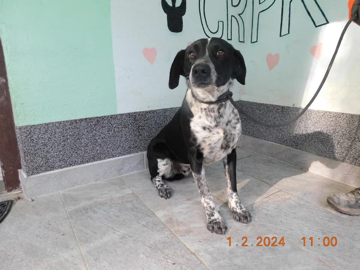 Broj 7243, Crno – bijeli, u tipu ptičara male young mixed breed for adoption at Sklonište za životinje Utinja (CRPK)