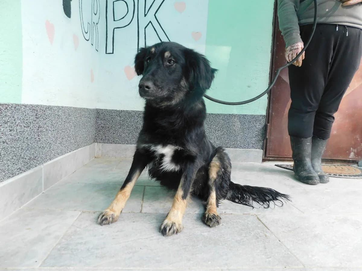 Broj 1920, Crna sa smeđim nogama i bijelim prsima female young Mixed Breed for adoption at Sklonište za životinje Utinja (CRPK)