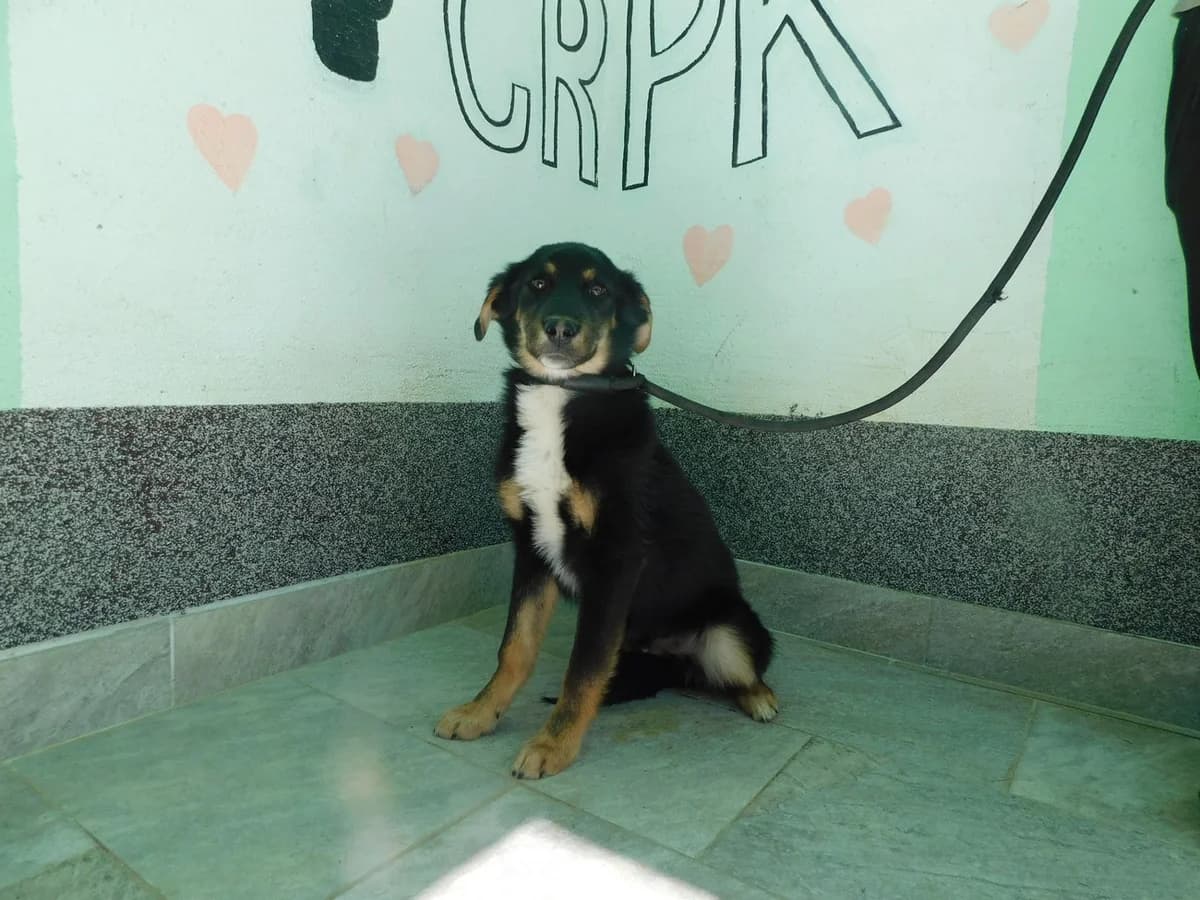 Broj 1966, Crni sa bijelim i smeđim male young Mixed Breed for adoption at Sklonište za životinje Utinja (CRPK)