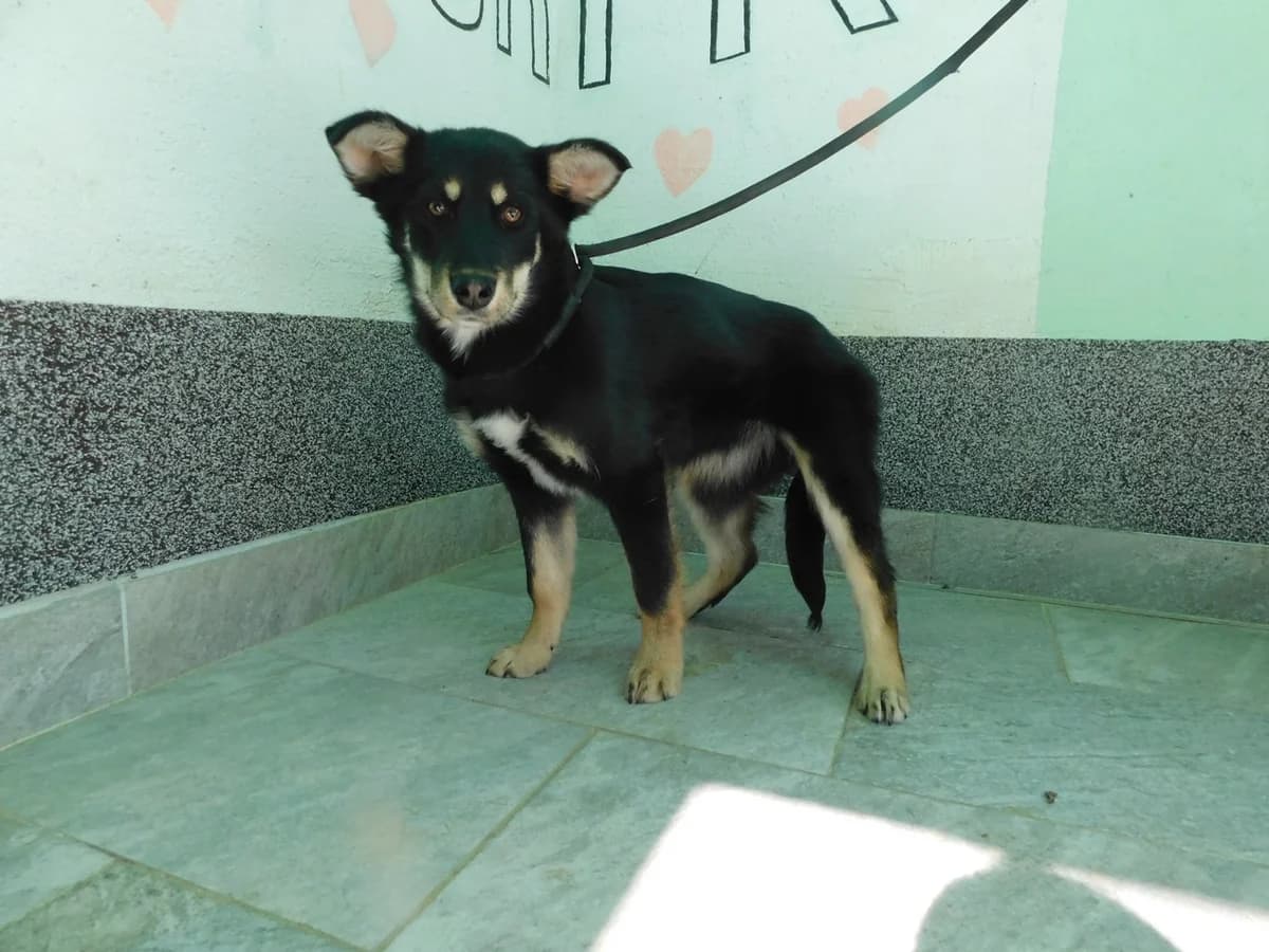 Broj 1967, Crna sa smeđim female young Mixed Breed for adoption at Sklonište za životinje Utinja (CRPK)
