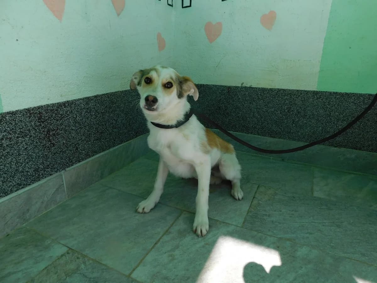 Broj 1968, Bijeli sa smeđim mrljama male young Mixed Breed for adoption at Sklonište za životinje Utinja (CRPK)
