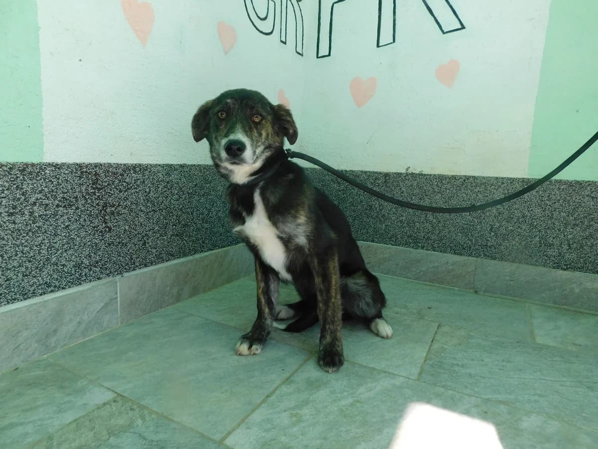Broj 1969, Crna sa bijelim prsima, smeđim obrazima i nogama female young Mixed Breed for adoption at Sklonište za životinje Utinja (CRPK)