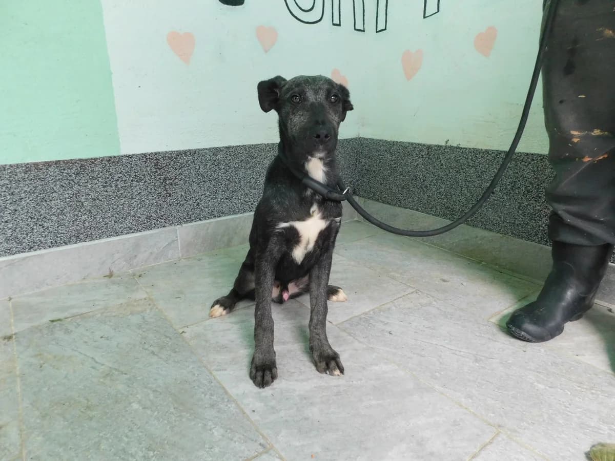 Broj 7248, Crni sa bijelim prsima i šapama male young Mixed Breed for adoption at Sklonište za životinje Utinja (CRPK)