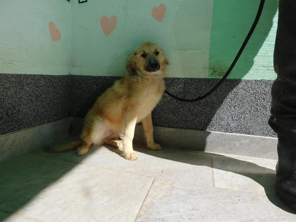 Broj 7252, Sivo – smeđa sa bijelim prsima i lisom female young Mixed Breed for adoption at Sklonište za životinje Utinja (CRPK)