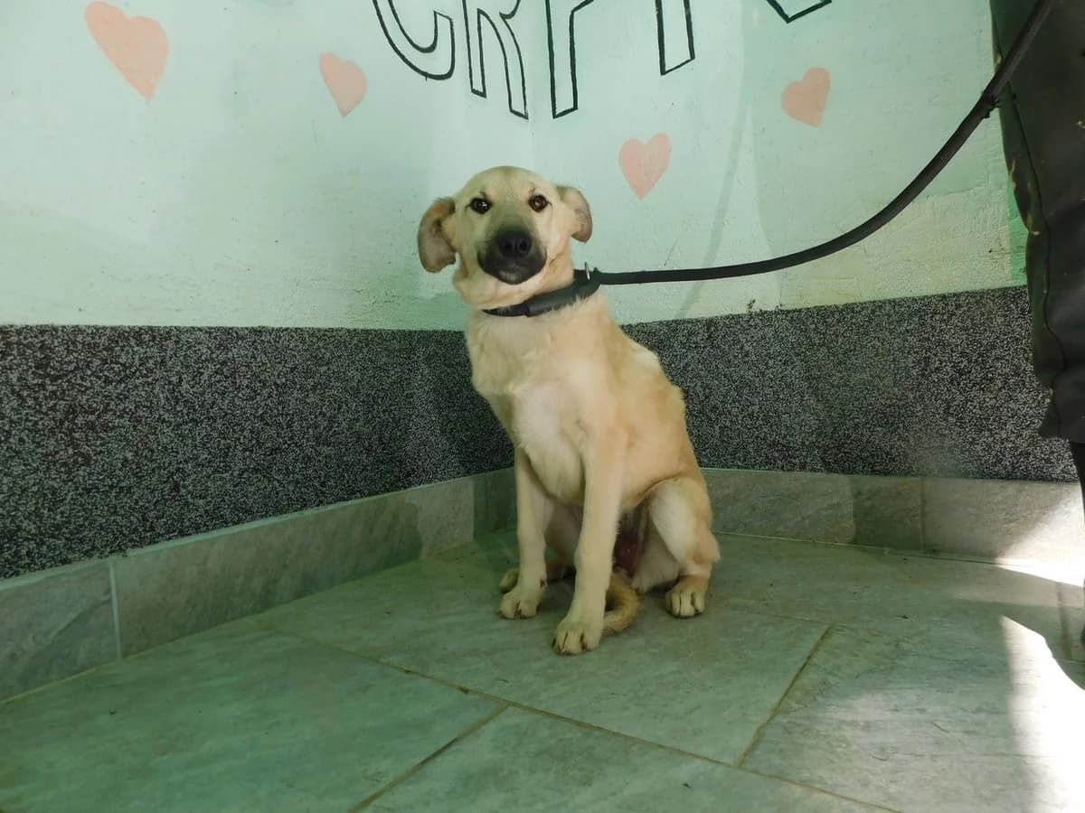 Broj 7258, Krem sa crnim odsjajem female young Mixed Breed for adoption at Sklonište za životinje Utinja (CRPK)