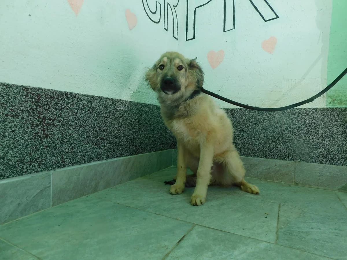Broj 7261, Sivo – crni sa bijelim prsima i prstima male young Mixed Breed for adoption at Sklonište za životinje Utinja (CRPK)
