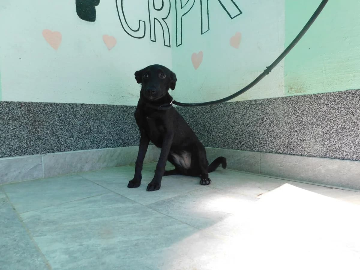 Broj 7335, Crna female puppy Mixed Breed for adoption at Sklonište za životinje Utinja (CRPK)