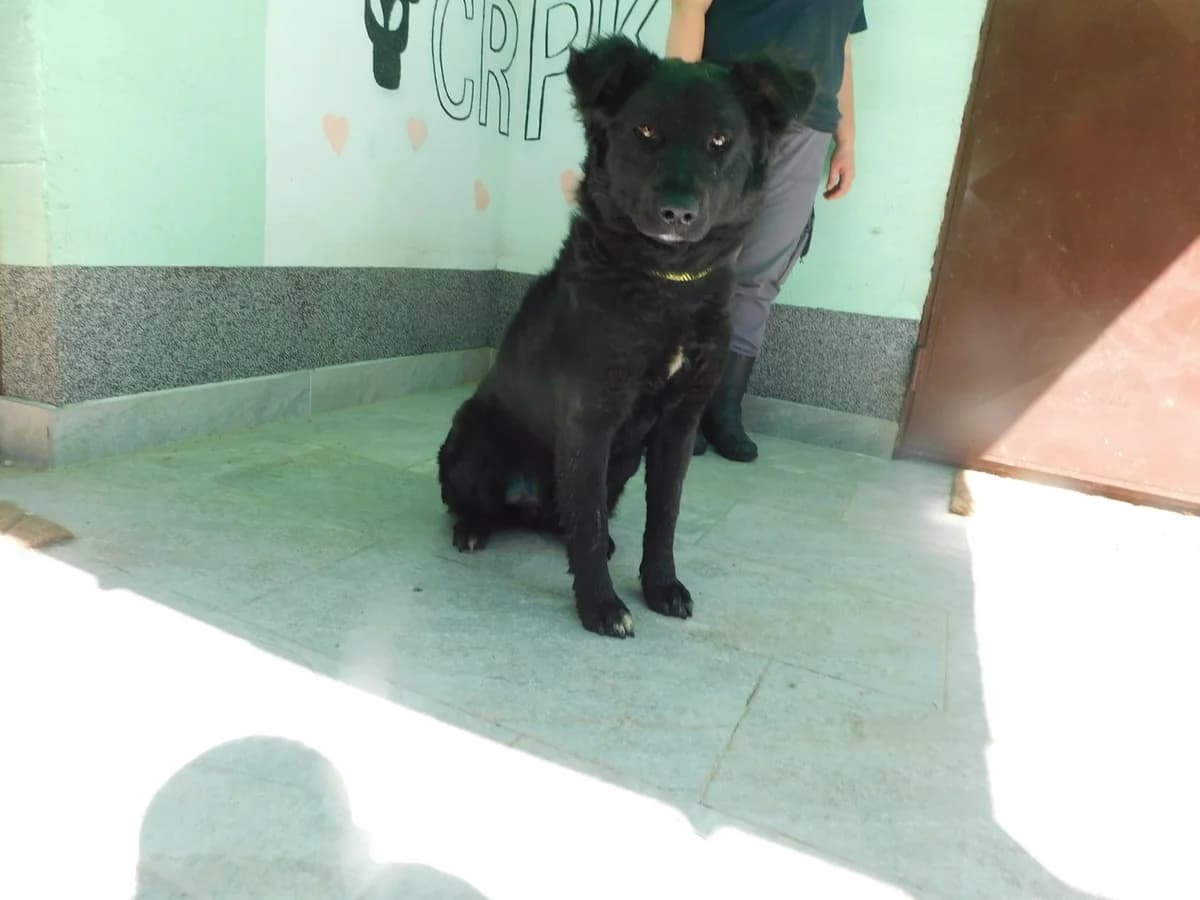 Broj 1998, Crni sa bijelom mrljom na prsima male young Mixed Breed for adoption at Sklonište za životinje Utinja (CRPK)