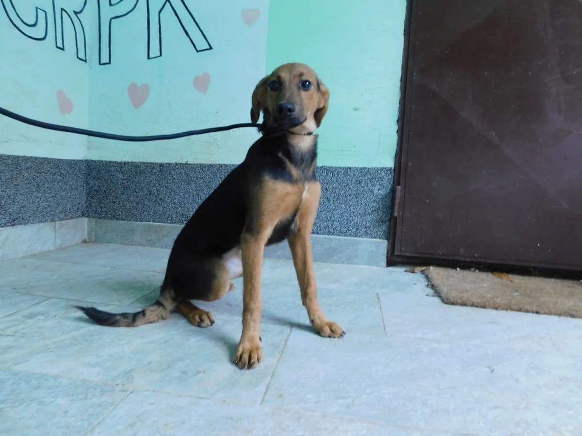 Broj 2037, Crno – smeđa sa bijelom točkom na prsima female puppy Mixed Breed for adoption at Sklonište za životinje Utinja (CRPK)