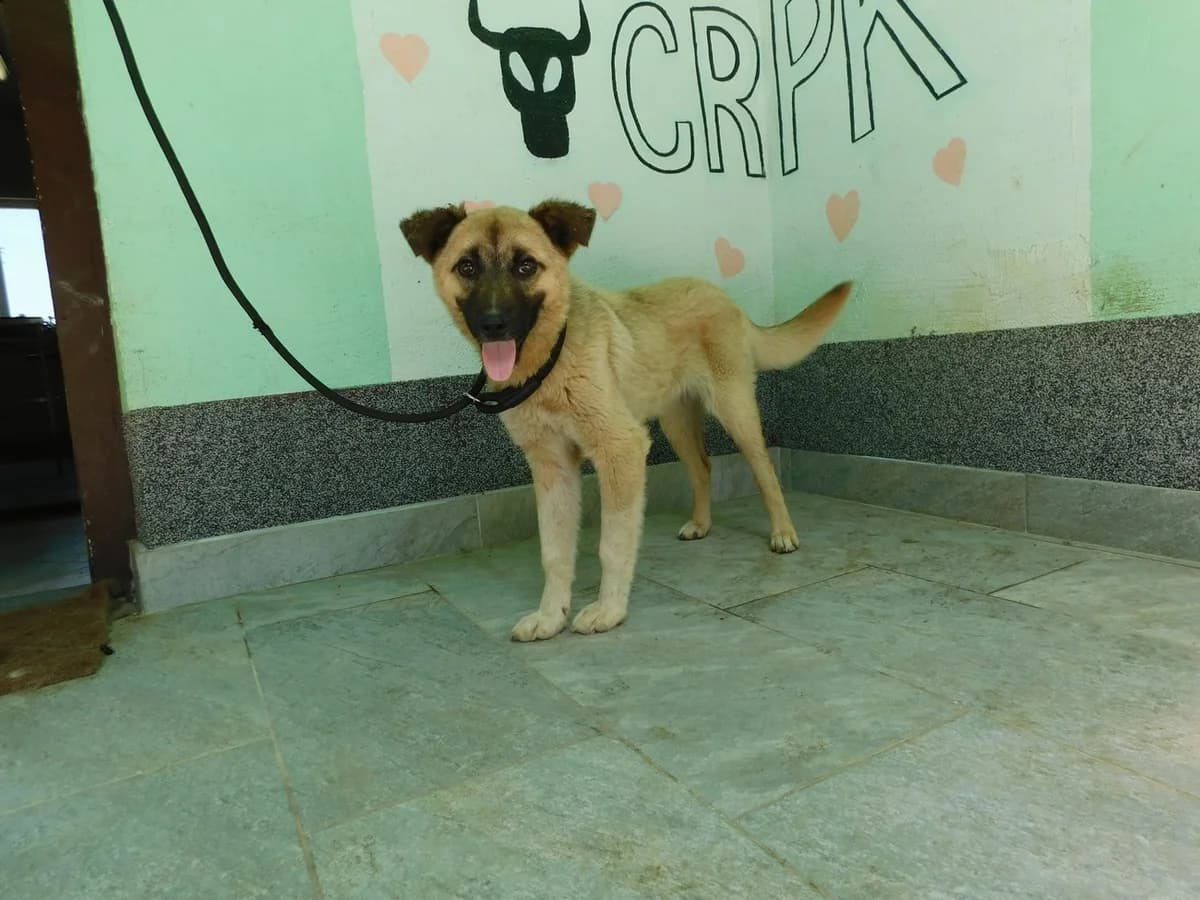 Broj 7415, Krem sa crnom njuškom female young Mixed Breed for adoption at Sklonište za životinje Utinja (CRPK)