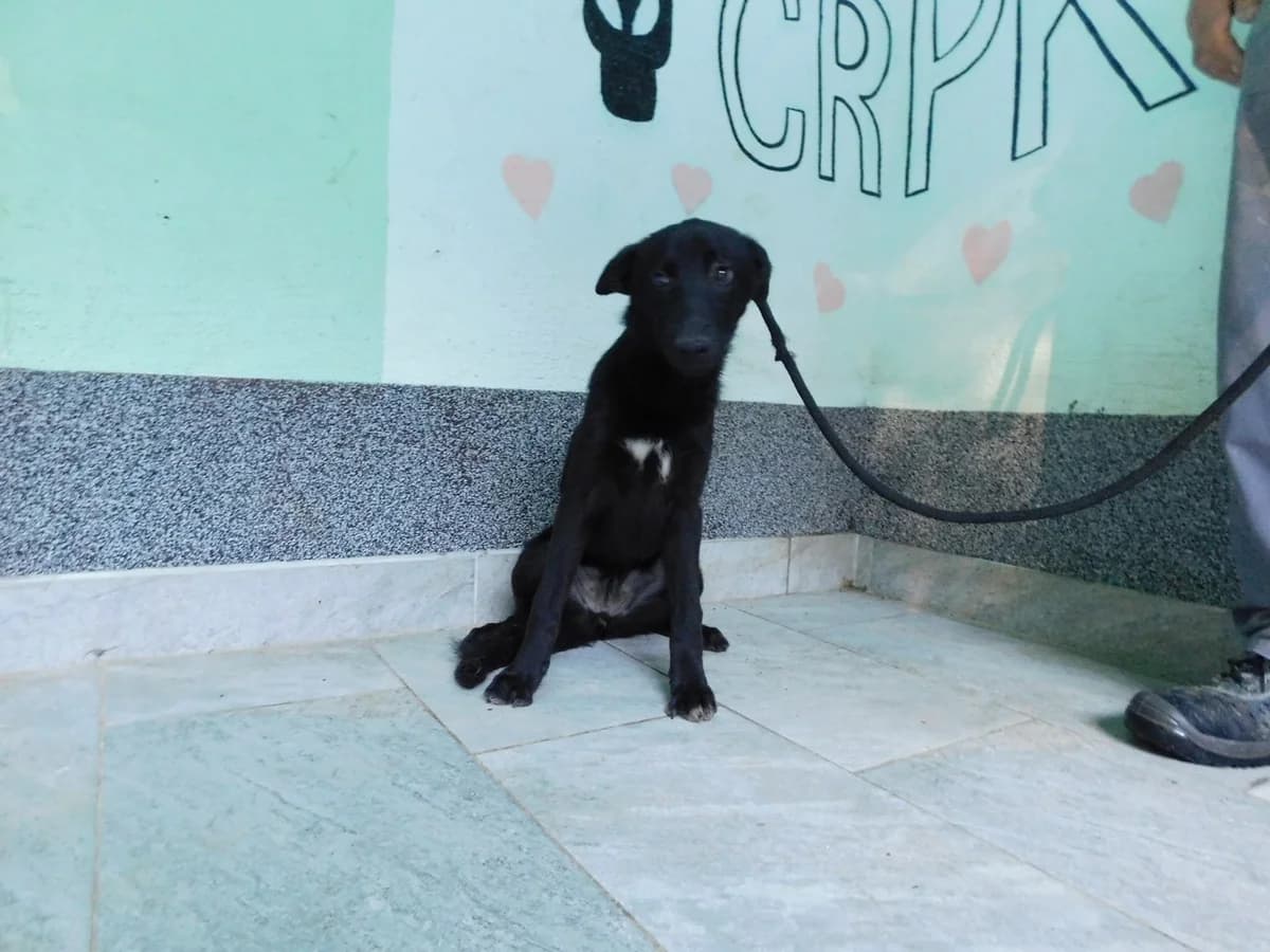 Broj 2045, Crna sa bijelim prsima female puppy Mixed Breed for adoption at Sklonište za životinje Utinja (CRPK)