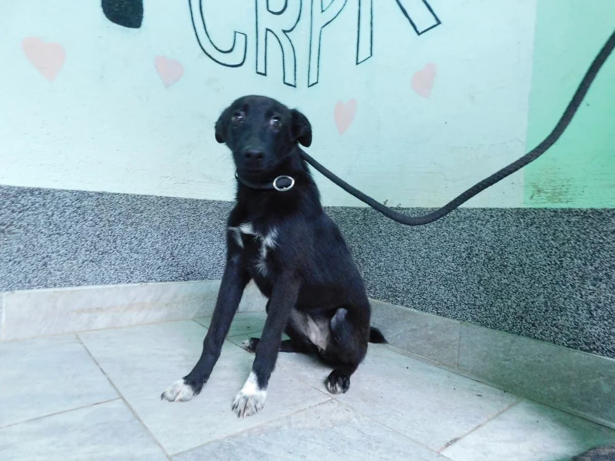 Broj 2047, Crna sa bijelim prsima i prednjim šapama female puppy Mixed Breed for adoption at Sklonište za životinje Utinja (CRPK)