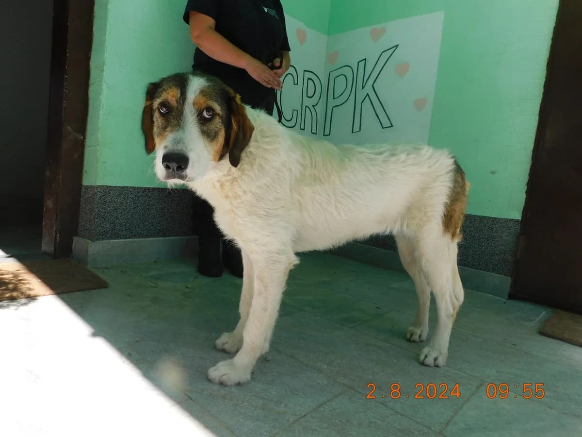 Broj 7426, Bijela sa smeđe – crnim mrljama, oštrodlaka female young Mixed Breed for adoption at Sklonište za životinje Utinja (CRPK)