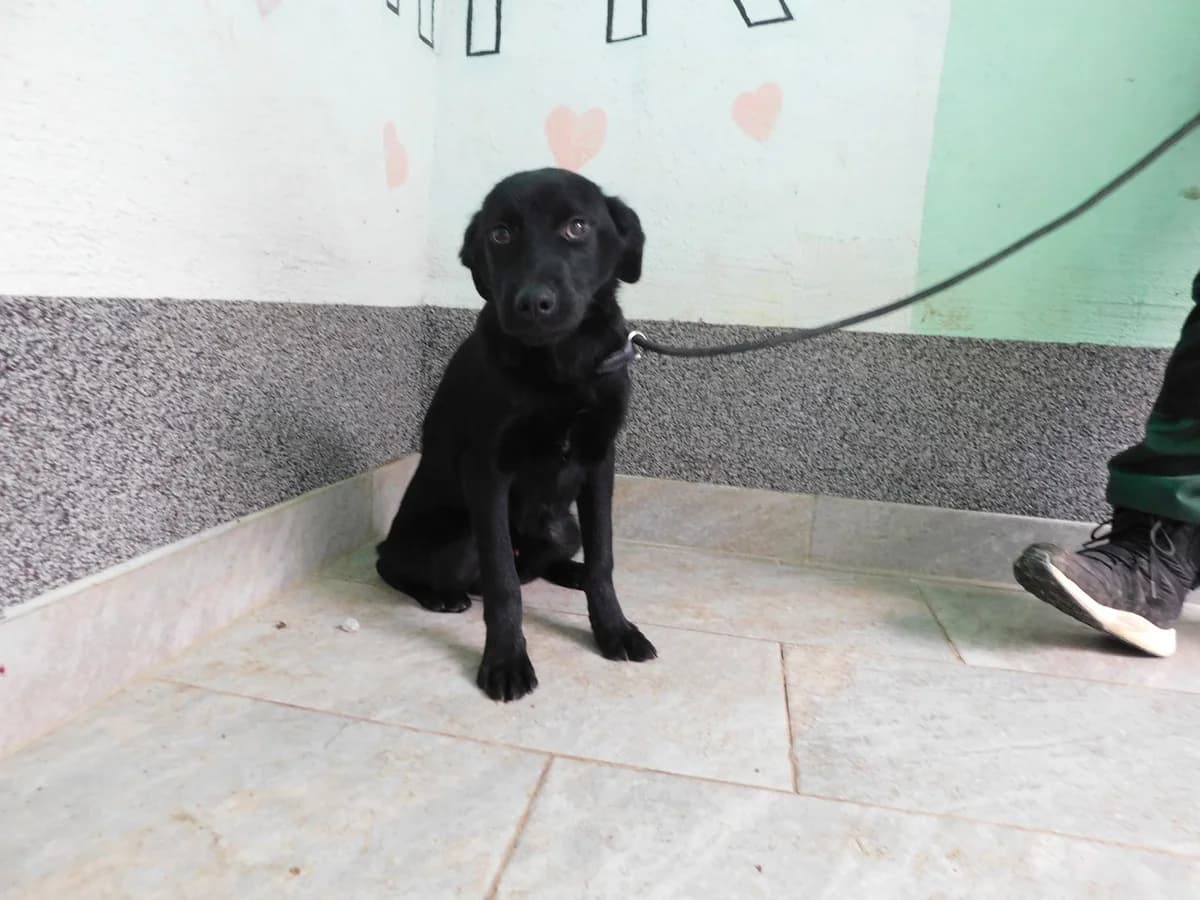 Broj 7437, Crni male puppy Mixed Breed for adoption at Sklonište za životinje Utinja (CRPK)