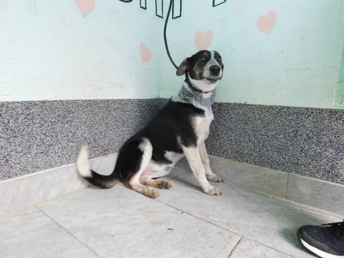 Broj 2083, Crna sa bijelim i smeđim female puppy Mixed Breed for adoption at Sklonište za životinje Utinja (CRPK)