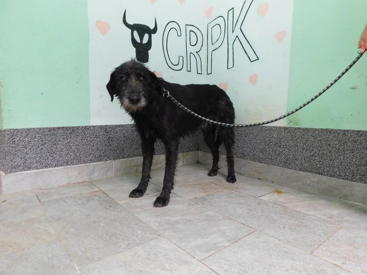 Broj 2084, Crni, oštrodlaki male young Mixed Breed for adoption at Sklonište za životinje Utinja (CRPK)