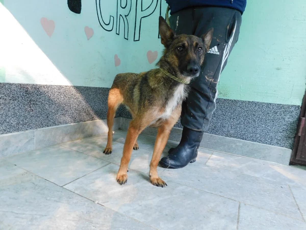 Broj 2086, Smeđa sa crnim odsjajem i bijela prsa female young Mixed Breed for adoption at Sklonište za životinje Utinja (CRPK)