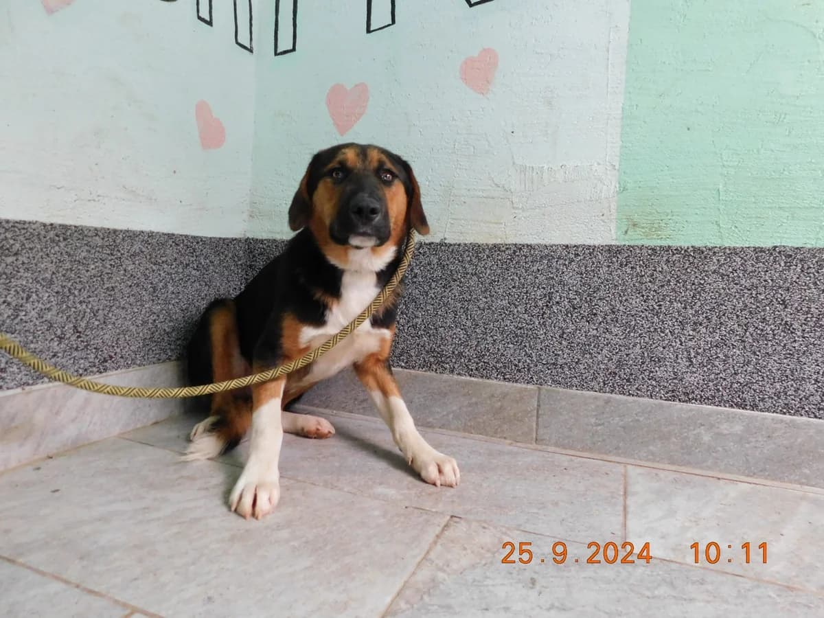 Broj 2090, Crni sa bijelim i smeđim male young Mixed Breed for adoption at Sklonište za životinje Utinja (CRPK)