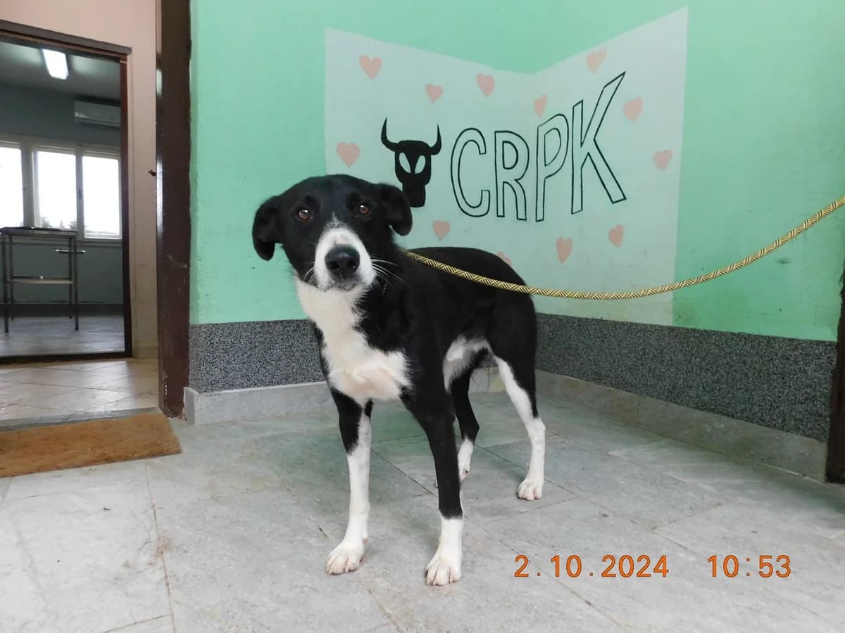 Broj 7490, Crno – bijeli male young Mixed Breed for adoption at Sklonište za životinje Utinja (CRPK)